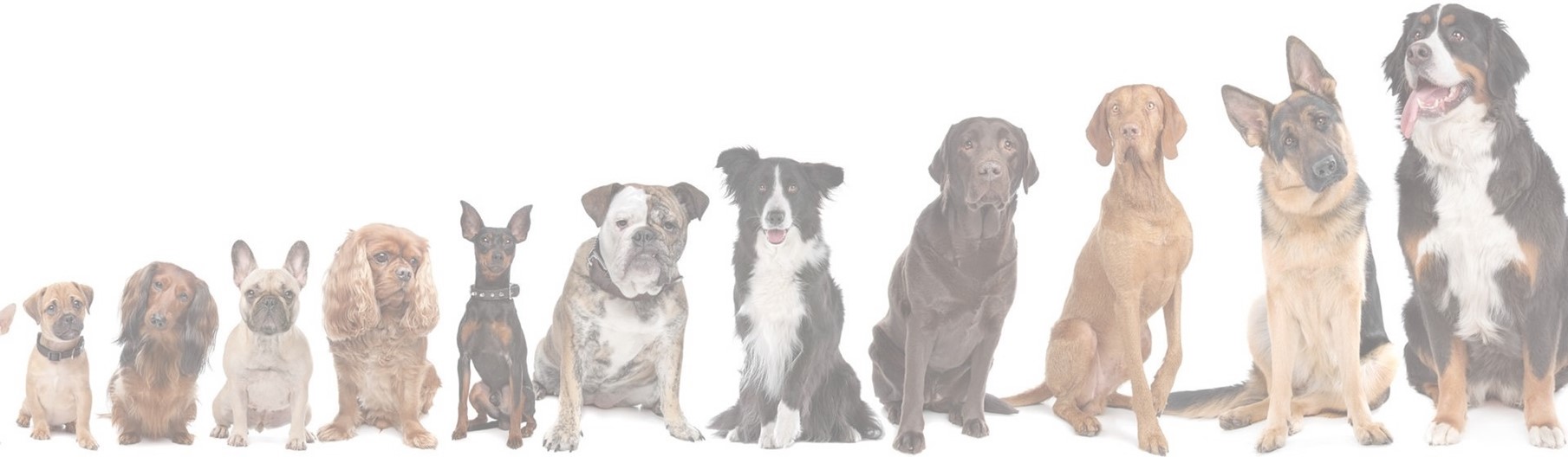 Hundegruppe – Mensch-Hunde-Training