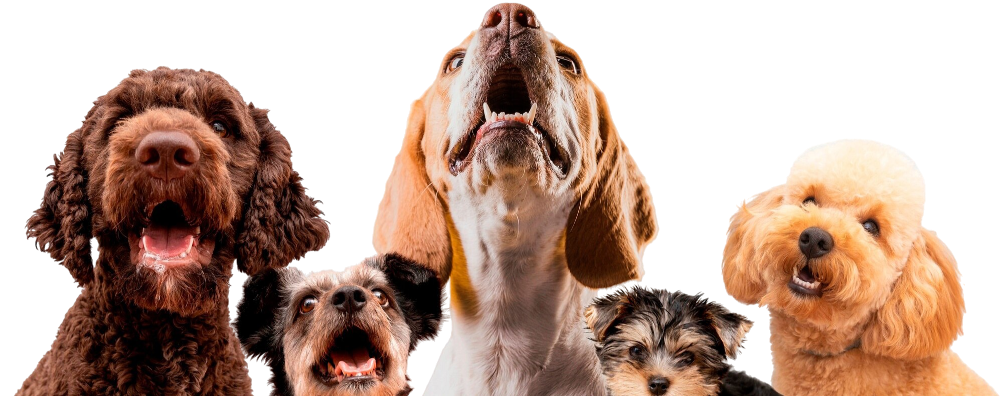 Hundegruppe – Mensch-Hunde-Training